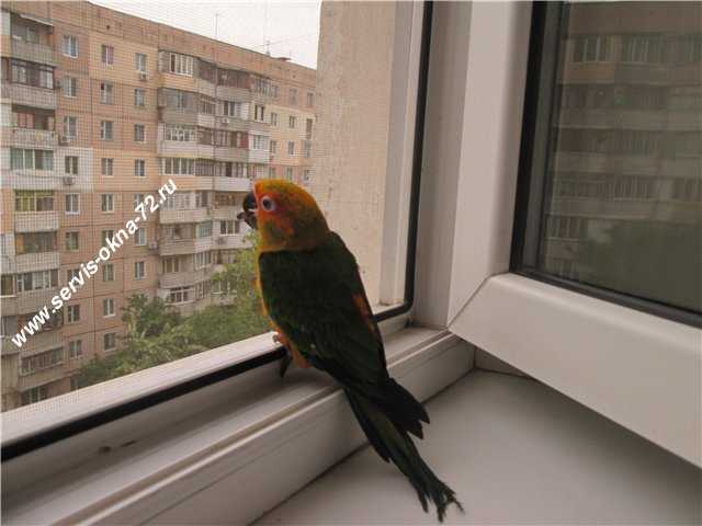 Москитная сетка Антиклюв Тюмень.